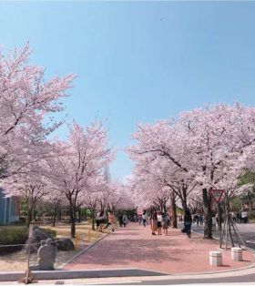 韩国启明大学向全体学生发放新冠肺炎奖学金