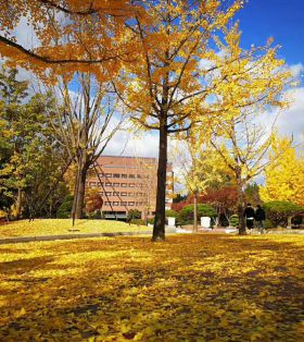 韩国留学-同学们专业该如何选择？教你几个韩国留学选专业的技巧