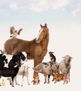 马/特殊动物学系-庆北大学培养马/特殊动物行业的专家和领导者